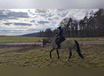 Akhal-Teke, Jument, 5 Ans, 161 cm, Buckskin