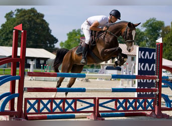 Akhal-Teke, Jument, 6 Ans, 157 cm, Bai cerise