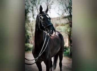 Akhal-Teke, Jument, 6 Ans, 161 cm, Noir