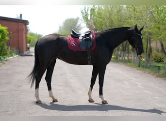 Akhal-Teke, Jument, 6 Ans, 161 cm, Noir