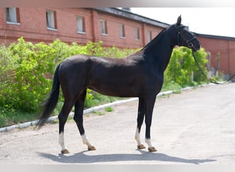 Akhal-Teke, Jument, 6 Ans, 161 cm, Noir