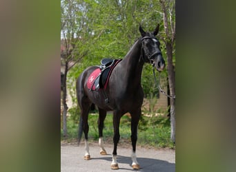 Akhal-Teke, Jument, 6 Ans, 161 cm, Noir