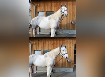 Akhal-Teke Croisé, Jument, 8 Ans, 157 cm, Blanc