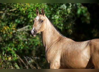 Akhal-Teke, Jument, 9 Ans, 154 cm