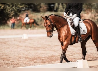 Akhal-Teke, Jument, 9 Ans, 158 cm, Bai