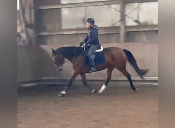 Akhal-Teke, Jument, 9 Ans, 158 cm, Bai