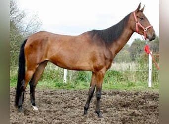 Akhal-Teke, Mare, 12 years, 16 hh, Brown-Light