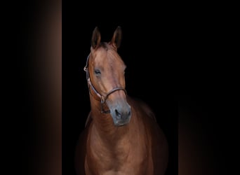 Akhal-Teke, Mare, 15 years, 15.1 hh, Brown