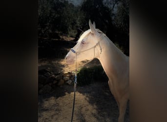 Akhal-Teke, Mare, 15 years, 15.1 hh, Cremello