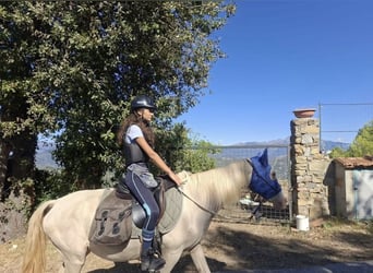 Akhal-Teke, Mare, 15 years, 15.1 hh, Cremello