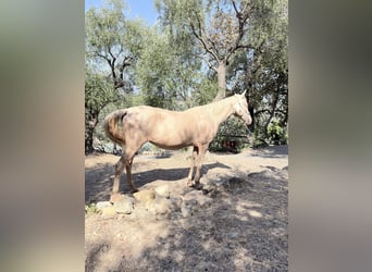 Akhal-Teke, Mare, 15 years, 15.1 hh, Cremello