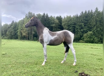 Achal-Tekkiner Mix, Stute, 1 Jahr, 14,2 hh, Schecke