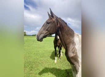 Achal-Tekkiner Mix, Stute, 1 Jahr, 14,2 hh, Schecke