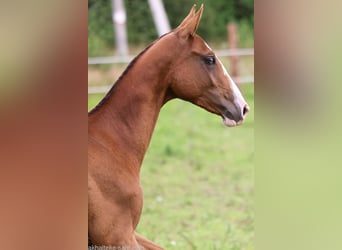 Akhal-Teke, Mare, 1 year, 14 hh, Red Dun