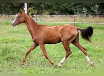 Akhal-Teke, Mare, 1 year, 14 hh, Red Dun
