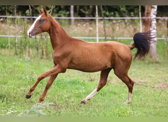 Akhal-Teke, Mare, 1 year, 14 hh, Red Dun