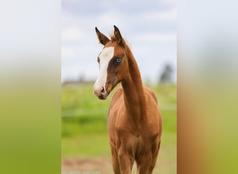 Akhal-Teke, Mare, 1 year, 14 hh, Red Dun