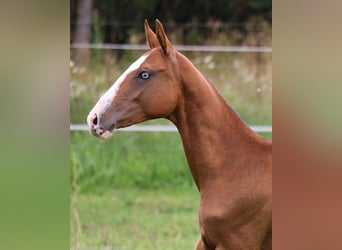 Akhal-Teke, Mare, 1 year, 14 hh, Red Dun