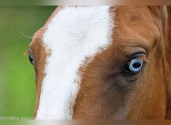 Akhal-Teke, Mare, 1 year, 14 hh, Red Dun