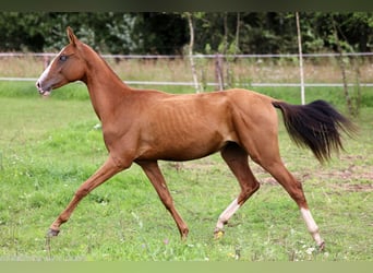 Akhal-Teke, Mare, 1 year, 14 hh, Red Dun