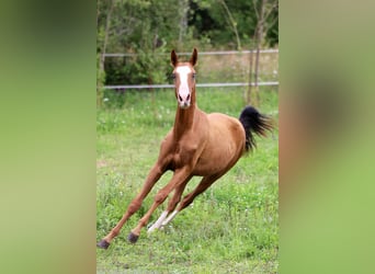 Akhal-Teke, Mare, 1 year, 14 hh, Red Dun
