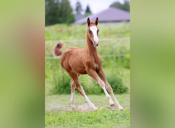Akhal-Teke, Mare, 1 year, 14 hh, Red Dun