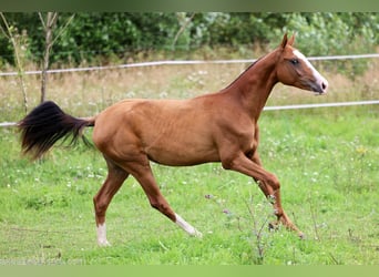 Akhal-Teke, Mare, 1 year, 14 hh, Red Dun