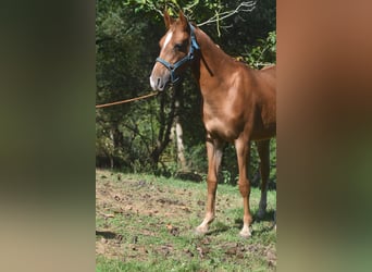 Akhal-Teke Mix, Mare, 1 year, 15.2 hh, Chestnut-Red