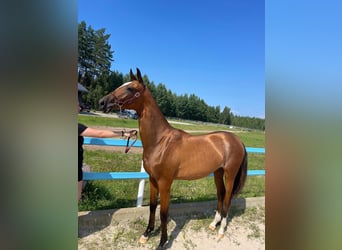 Akhal-Teke, Mare, 1 year, Bay