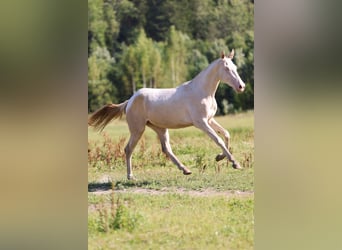 Akhal-Teke, Mare, 2 years, 15.2 hh, Cremello