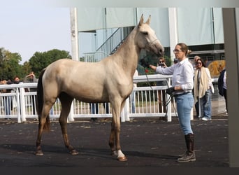 Akhal-Teke, Mare, 2 years, 15,2 hh, Buckskin