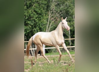 Akhal-Teke, Mare, 2 years, 15,2 hh, Cremello