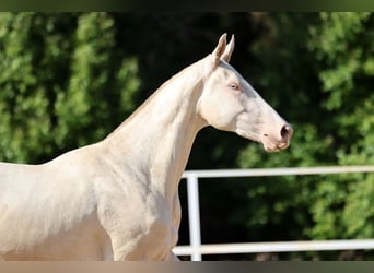 Akhal-Teke, Mare, 2 years, 15,2 hh, Cremello