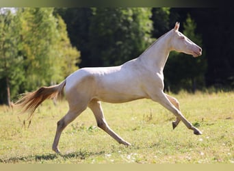 Akhal-Teke, Mare, 2 years, 15,2 hh, Cremello