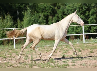 Akhal-Teke, Mare, 2 years, 15,2 hh, Cremello