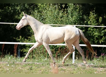 Akhal-Teke, Mare, 2 years, 15,2 hh, Cremello