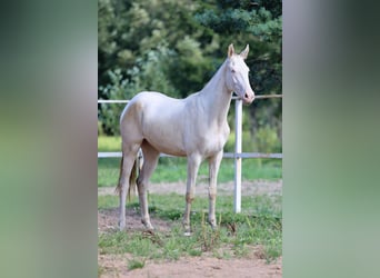 Akhal-Teke, Mare, 2 years, 15,2 hh, Cremello