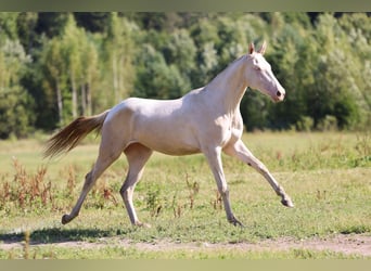 Akhal-Teke, Mare, 2 years, 15,2 hh, Cremello