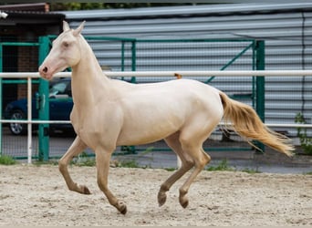 Akhal-Teke, Mare, 2 years, Perlino