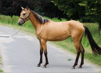 Akhal-Teke, Mare, 3 years, 14.2 hh, Buckskin