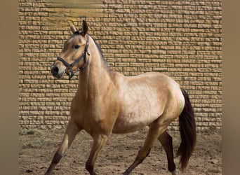 Akhal-Teke, Mare, 3 years, 15 hh, Dun