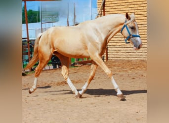 Akhal-Teke, Mare, 3 years, 15 hh, Palomino