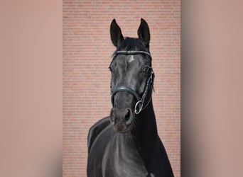 Akhal-Teke Mix, Mare, 4 years, 15.2 hh, Black