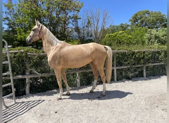 Akhal-Teke, Mare, 4 years, 15,2 hh, Palomino