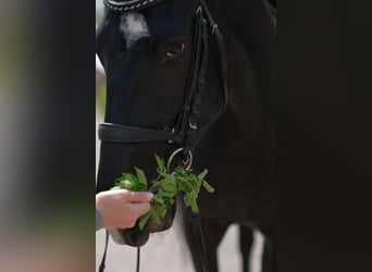 Akhal-Teke, Mare, 5 years, 15.2 hh, Black