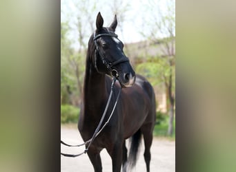 Akhal-Teke, Mare, 5 years, 15.2 hh, Black