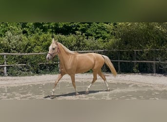 Akhal-Teke, Mare, 5 years, 15.2 hh, Palomino