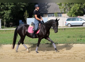 Akhal-Teke, Mare, 5 years, 15.3 hh, Black