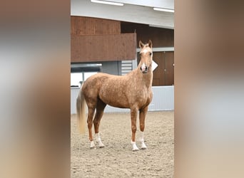 Akhal-Teke, Mare, 6 years, 15.2 hh, Palomino