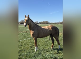 Akhal-Teke, Mare, 6 years, 15.2 hh, Palomino